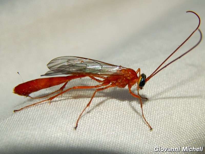 Enicospilus sp., Ichneumonidae